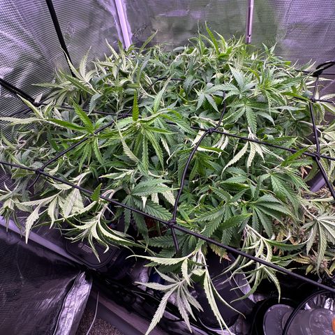 GG#4 growlog timeline photo