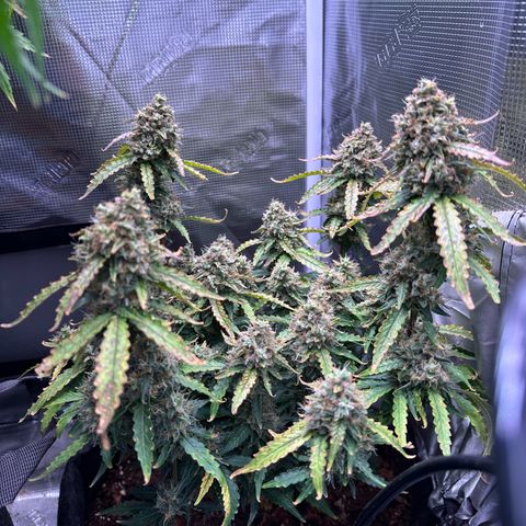 Growlog-Zeitleistenfoto von Blue