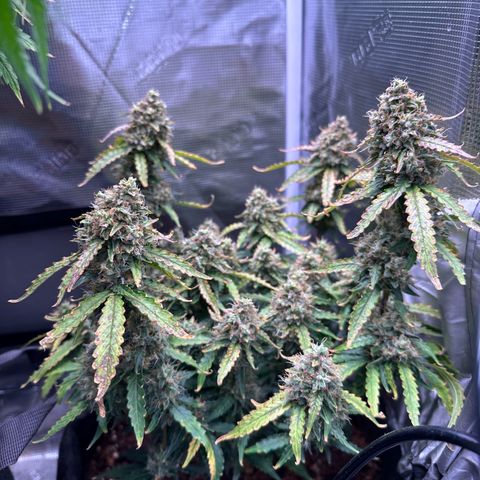 Growlog-Zeitleistenfoto von Blue