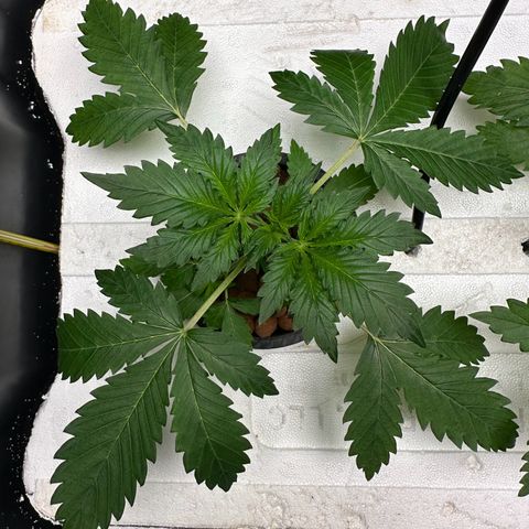 Blue hydro #1 growlog timeline photo