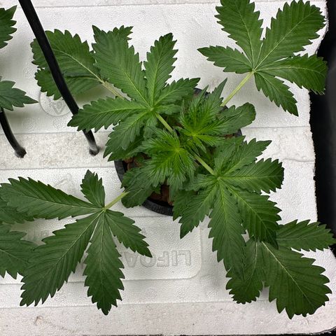 Blue hydro #2 growlog timeline photo