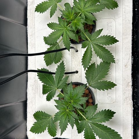 Blue hydro #1 growlog timeline photo