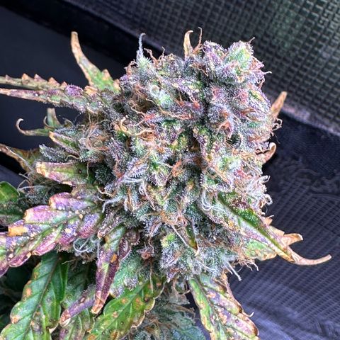 Growlog-Foto von Blue: Last day