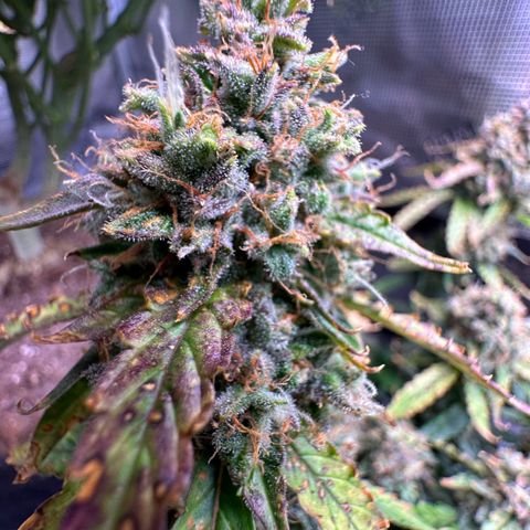 Growlog-Foto von Blue: Last day