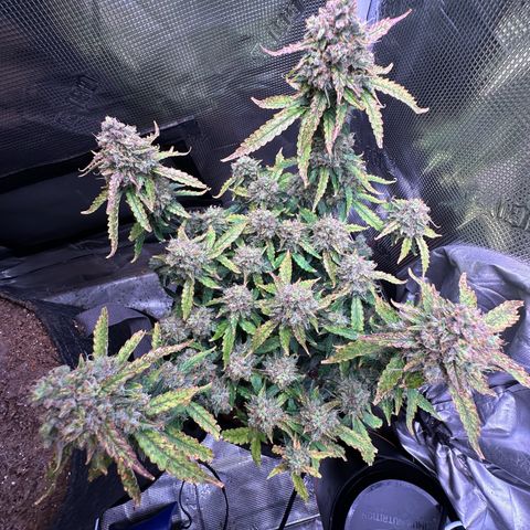 Growlog-Foto von Blue: Last day