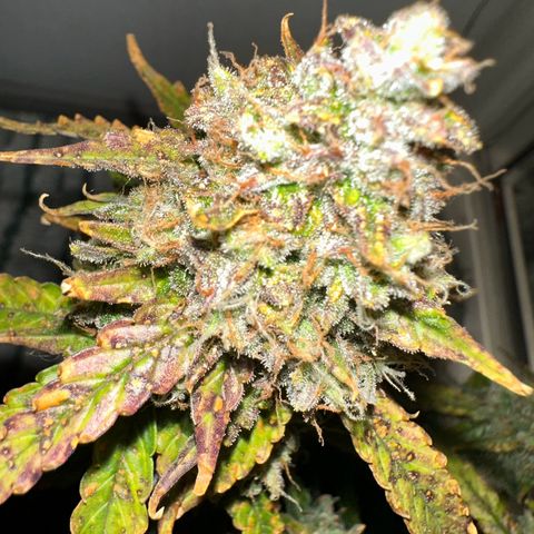 Growlog-Foto von Blue: Last day