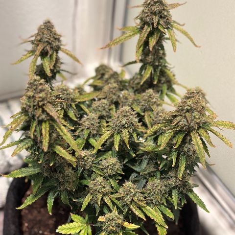 Growlog-Foto von Blue: Last day