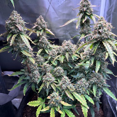 Growlog-Foto von Blue: Last day