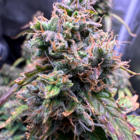 Growlog-Foto von Blue: Last day