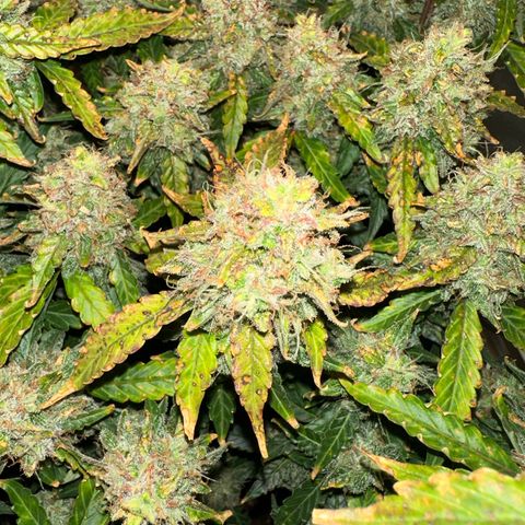 Growlog-Foto von Blue: Last day