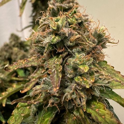 Growlog-Foto von Blue: Last day