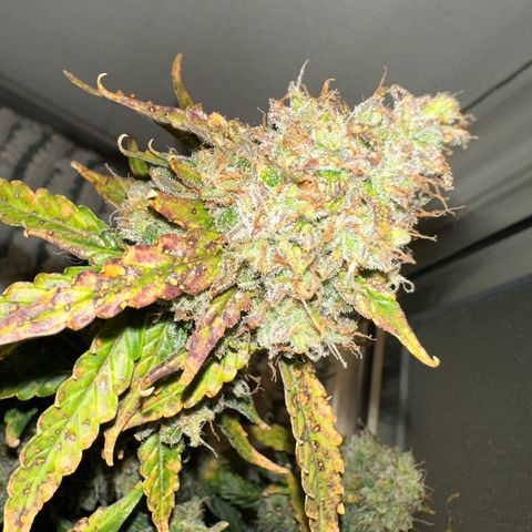 Growlog-Foto von Blue: Last day