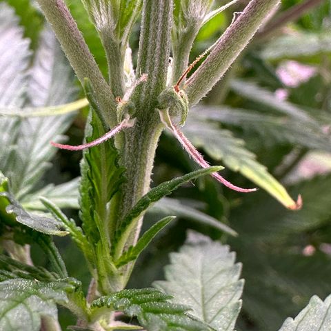 GG#4 growlog photo: Flipping to flower tomorrow 