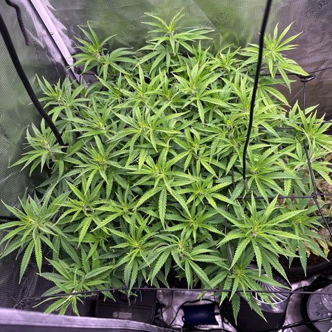 GG#4 growlog photo: Flipping to flower tomorrow 