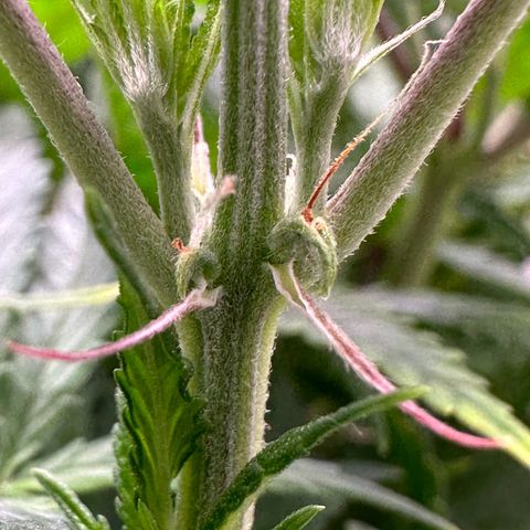 GG#4 growlog photo: Flipping to flower tomorrow 