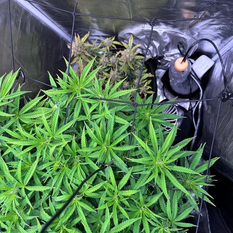 GG#4 growlog photo: Flipping to flower tomorrow 