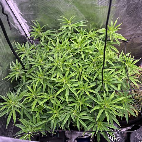 GG#4 growlog photo: Flipping to flower tomorrow 