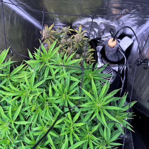 GG#4 growlog photo: Flipping to flower tomorrow 