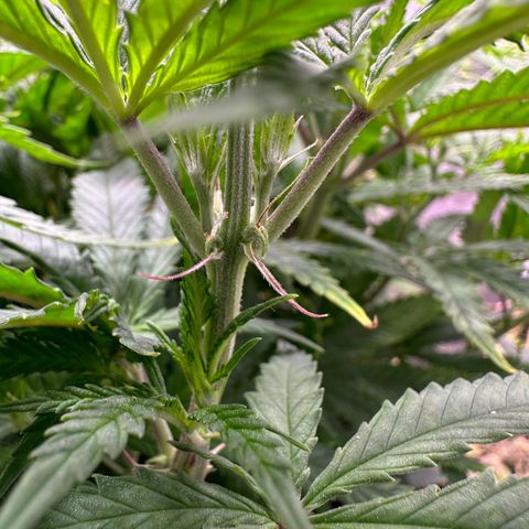 GG#4 growlog photo: Flipping to flower tomorrow 
