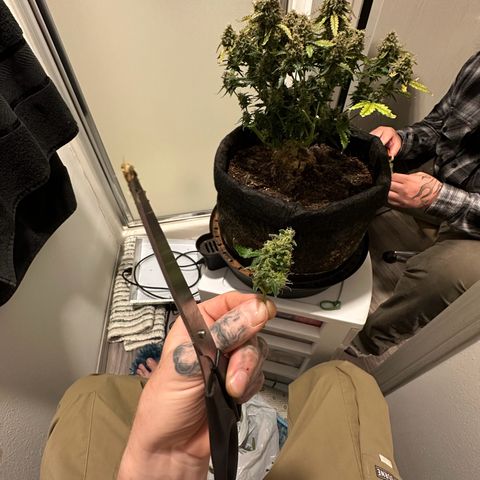Growlog-Foto von Blue: Harvest day Cut and dry