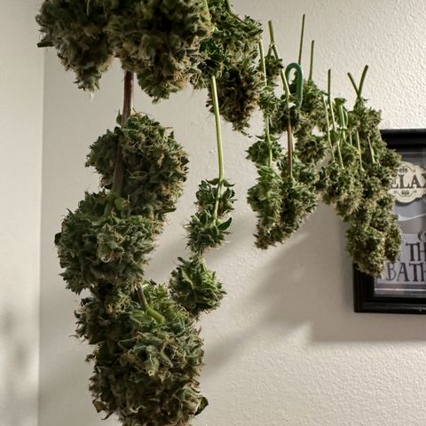 Growlog-Foto von Blue: Harvest day Cut and dry