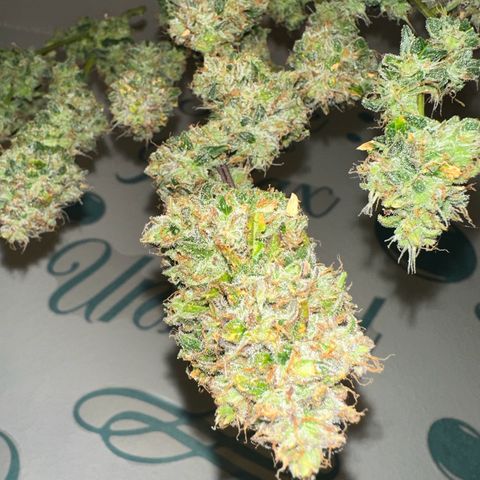 Growlog-Foto von Blue: Harvest day Cut and dry