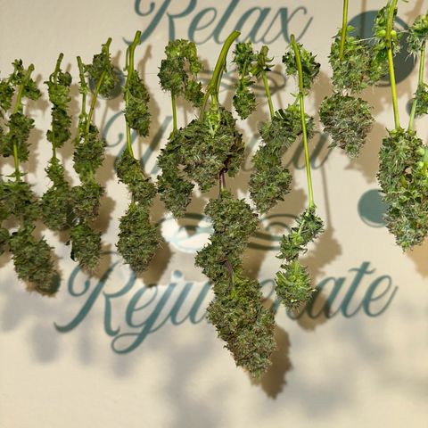 Growlog-Foto von Blue: Harvest day Cut and dry