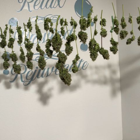 Growlog-Foto von Blue: Harvest day Cut and dry
