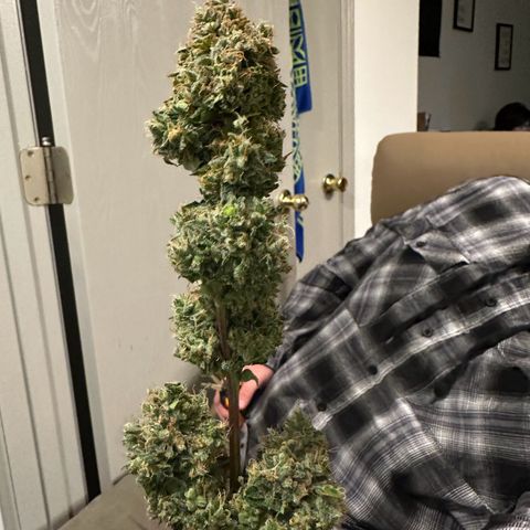 Growlog-Foto von Blue: Harvest day Cut and dry
