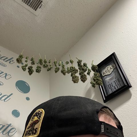 Growlog-Foto von Blue: Harvest day Cut and dry