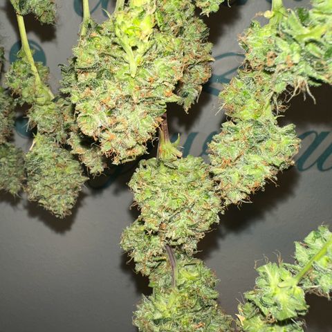 Growlog-Foto von Blue: Harvest day Cut and dry