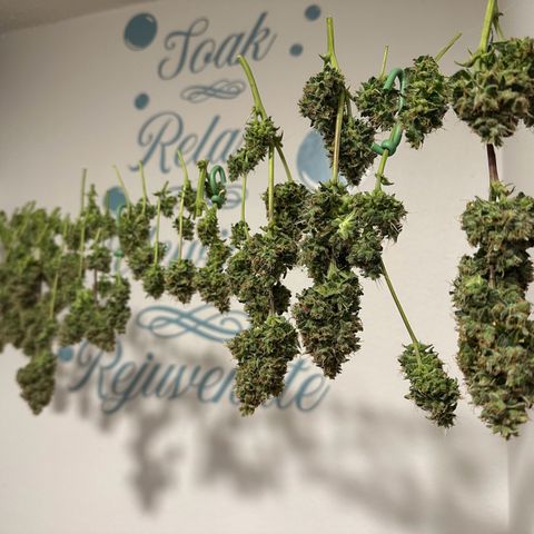 Growlog-Foto von Blue: Harvest day Cut and dry