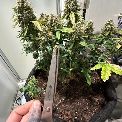 Growlog-Foto von Blue: Harvest day Cut and dry