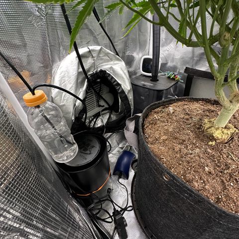 GG#4 growlog photo: First day of flower