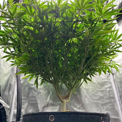 GG#4 growlog photo: First day of flower