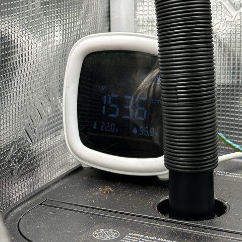 GG#4 growlog photo: First day of flower
