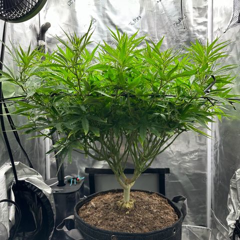 GG#4 growlog photo: First day of flower
