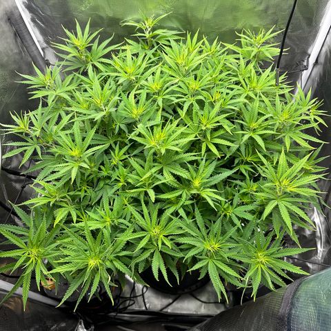 GG#4 growlog photo: First day of flower