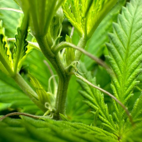 GG#4 growlog photo: First day of flower