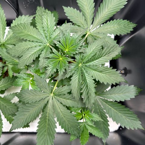Blue hydro #1 growlog timeline photo