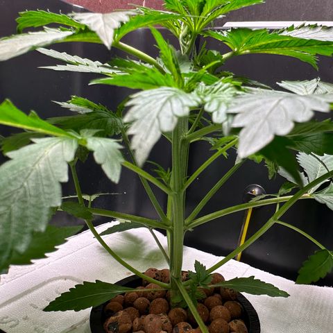 Blue hydro #1 growlog timeline photo