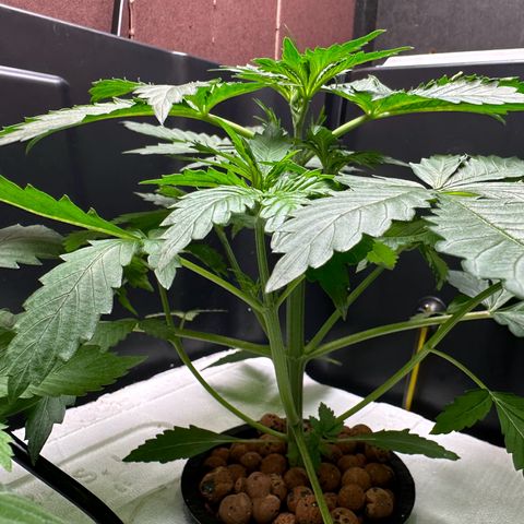 Blue hydro #1 growlog timeline photo