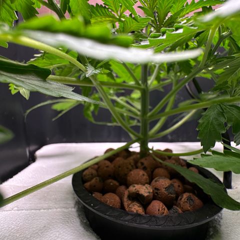 Blue hydro #2 growlog timeline photo