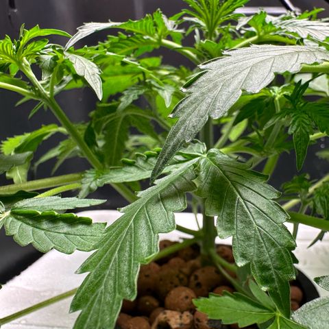 Blue hydro #2 growlog timeline photo