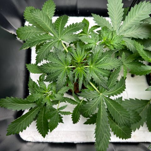 Blue hydro #2 growlog timeline photo