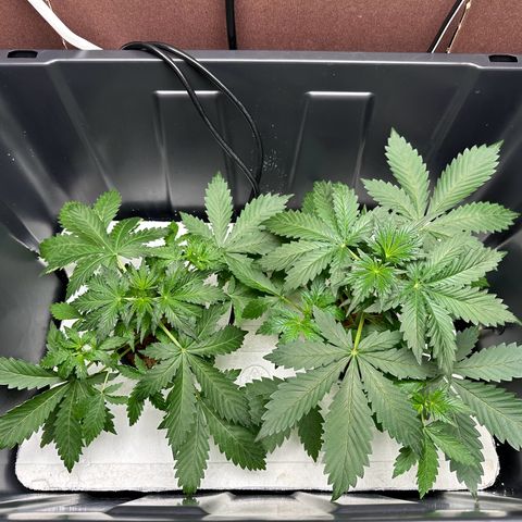 Blue hydro #1 growlog timeline photo