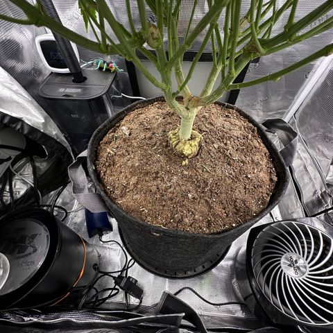 Growlog-Zeitleistenfoto von Blue
