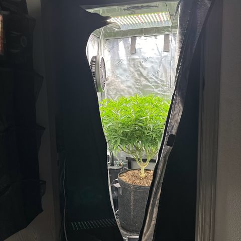 GG#4 growlog photo: Thicker than a 70s bush