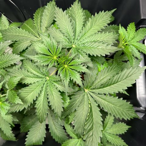 Blue hydro #1 growlog timeline photo
