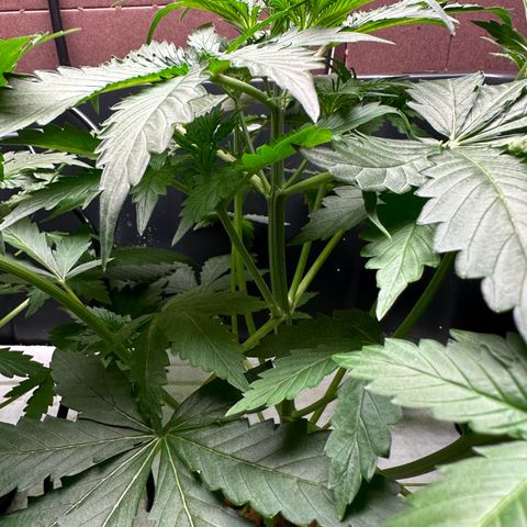 Blue hydro #1 growlog timeline photo